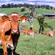 maleny dairies farm tour