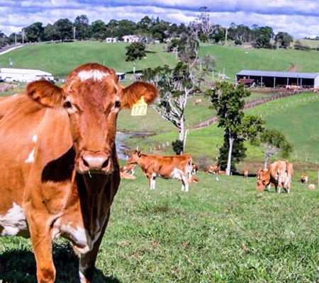 maleny dairies farm tour